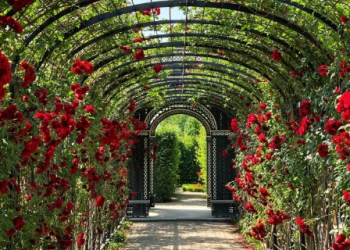 What Do You Need To Buy For Your Garden?