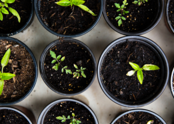 What Do You Need To Buy For Your Garden?