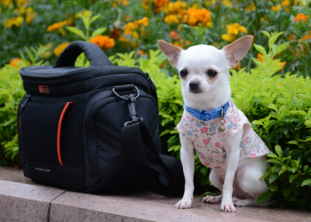 Discover the Perfect Pet Accessories on Wish: A One-Stop Shop for All Your Fur Baby’s Needs