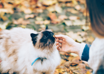 Understanding Diets: When and Why They Are Necessary for Your Pet