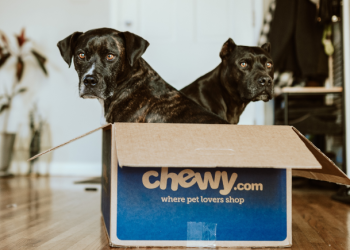 From Food to Toys and More: Why Chewy Website is a Must-Visit for All Pet Parents