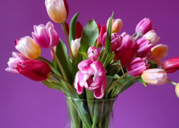 GardeningExpress Website Review: The Ultimate Destination for All Your Garden Plant Needs