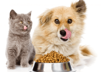 Why Cobasi Website is the Ultimate Destination for All Your Pet Product Needs