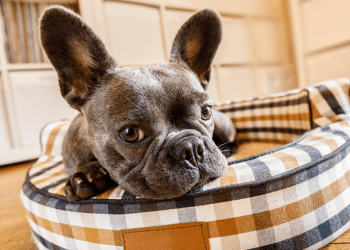 5 Reasons Why Every Pet Owner Should Choose Cobasi Website for their Shopping Needs